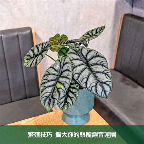 觀音葉植物|銀龍觀音蓮完全養護手冊 專家級種植與繁殖指南 